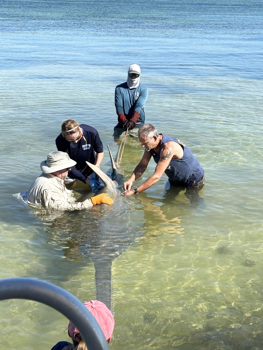 A team from Mote and the FWC complete a quick field assessment of a sick sawfish on April 5, 2024, in the Lower Keys.