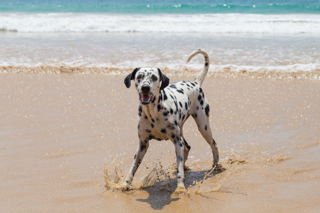 Dogs can enjoy the beach, too, at Brohard Beach and Paw Park