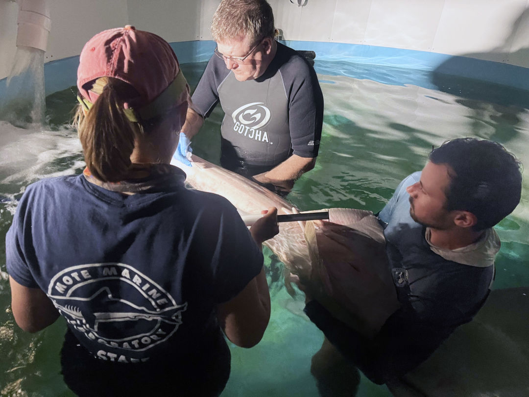The rescued sawfish in the temporary holding tank at Mote’s facility.